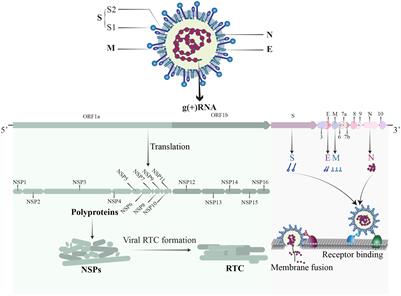 Host factors of SARS-CoV-2 in infection, pathogenesis, and long-term effects